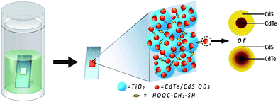 Preparation process and structure of CdTe/CdS core/shell QDs and QD-sensitized TiO2 electrodes by linker assisted chemical bath deposition.