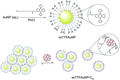 Synthesis of exTTFAuNPs and representation of their aggregation and partial disaggregation upon binding of [60]fullerene.