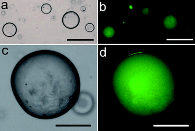 (a,c) Low and high magnification optical microscopy images showing silica nanoparticle-stabilized water droplets (toluene, φw = 0.033, 0.3 mg μL−1) containing plasmid pEXP5-NT/eGFP and a cell-free gene expression solution. (b,d) Corresponding fluorescence micrographs of droplets after 24 h incubation at 37 °C showing characteristic green fluorescence associated with in vitrogene expression of eGFP. Samples were excited in blue light. Scale bars; (a,b) 50 μm, (c,d) 100 μm.