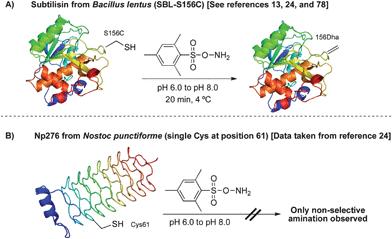 
              MSH in the oxidative elimination of cysteine to dehydroalanine on protein substrates.