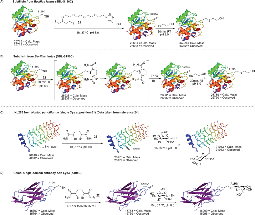 Bis-alkylation–elimination of cysteine to dehydroalanine on protein surfaces.