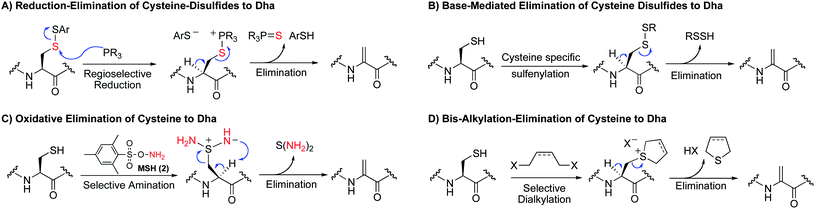 Four complementary modes of elimination of cysteine to dehydroalanine.