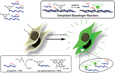 Schematic representation of nucleic acid-templated reduction of bis-azidorhodamine for miRNA imaging. Cells incubated with PNA-probes designed to interrogate the presence of a specific miRNA sequence will become fluorescent if the appropriate template (miRNA) catalyzes the conversion of quenched bis-azidorhodamine-PNA to rhodamine by action of the phosphine-PNA.