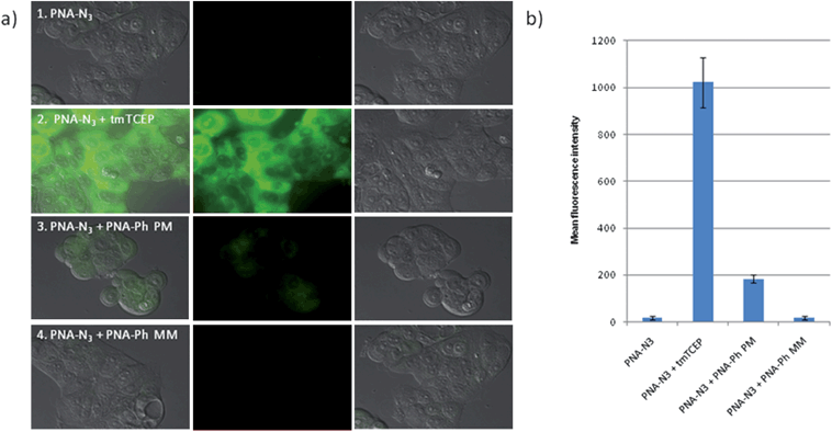 
            miR21 imaging in MCF-7 cells. a) From left to right: merged image, fluorescence – Rho110 channel, DIC of cells treated with 1) first 100 nM Lys(N3RhN3) C*TG*AC*TA*C Arg then PBS alone (which were used as a negative control); 2) first Lys(N3RhN3) C*TG*AC*TA*C Arg then 1 mM tmTCEP (a cell permeable phosphine - these conditions were used as a positive control to define the maximum fluorescence); 3) first 100 nM Lys(N3RhN3) C*TG*AC*TA*C Arg then 200 nM Arg AT*CG*AA*T dmTCEP (the perfect match probe - PM); 4) first 100 nM Lys(N3RhN3) C*TG*AC*TA*C Arg then 200 nM Arg AT*GA*AA*T dmTCEP (the mismatched probe - MM). b) Quantification of fluorescence based on the average fluorescence at three distinct areas within the culture dish (error bars represent the standard deviations). The conversion with the perfect match probe and mismatch probe was calculated by taking the fluorescence intensity divided by the maximum intensity (maximum fluorescence - positive control) corrected for the background fluorescence (negative control). MCF-7 afforded 16% conversion with the perfect match probe and 1% conversion for the mismatch probe.