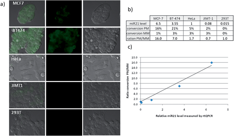 Quantification of miR-21 in different cell lines. All experiments were performed as described for Fig. 4. a) From left to right: merged image, fluorescence - Rho110 channel, DIC of different cell lines treated with first 100 nM of bis-azidorhodamine probes followed by the perfect match phosphine probe (see Fig. S1–4 for images of positive and negative controls as well as MM probes). b) Quantification of reaction yield for each cell line (see Fig. S5 for fluorescent quantification data and error bars) and comparison with results obtained by qRT PCR (relative scale where miR-21 expression level in HeLa cells has been taken as 1). c) Plot between the ratio of conversion achieved with matching and mutated PNA-phosphine probeversus miR-21 levels measured by qRT-PCR.