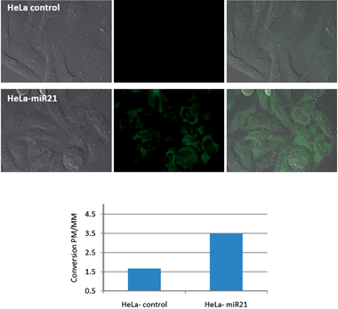 Monitoring changes in miR-21 levels in HeLa cells following transfection. Top two rows, from left to right: DIC, fluorescence - Rho110 channel, merged images of HeLa cells transfected with the vector alone (HeLa control) or vector + miR-21 (see SI for images of positive and negative controls as well as MM probes). The experiments and imaging were performed according to the same conditions as described in Fig. 4; Bottom: Comparison of specific reaction (ratio of conversion between the perfect match (PM) probes and mismatched probes (MM)) for both transfected cell lines – see SI6–7 for all images and fluorescent quantification data with error bars.