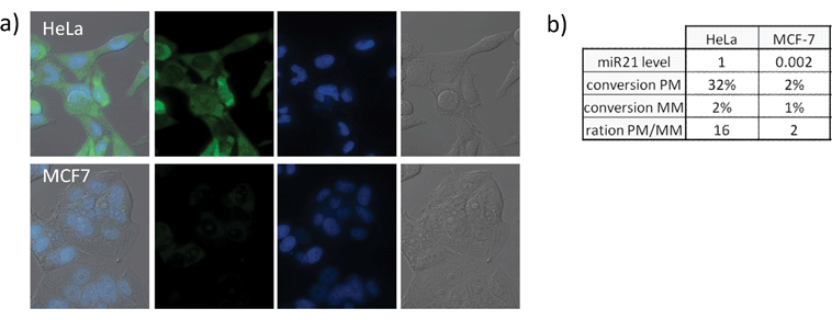 Quantification of miR-31 in different cell lines. All experiments were performed as described for Fig. 4 with the following PNAs: (Lys(N3RhN3) C*CG*TA*TC*G; Arg CG*TT*CT*A dmTCEP (PM); Arg CG*TT*AT*A dmTCEP (MM)). a) From left to right: merged image, fluorescence - Rho110 channel, fluorescence - DAPI channel, DIC of different cell lines treated with first 100 nM of bis-azidorhodamine probe followed by the perfect match phosphine probe (see Fig. S8, 9 for images of positive and negative controls as well as MM probes). b) Quantification of reaction yield for each cell line (see Fig. S10 for fluorescent quantification data and error bars) and comparison with results obtained by qRT PCR (relative scale where miR-31 expression level in HeLa cells has been taken as 1).