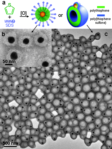 (a) Schematic illustrations of the Au@PTh core-shell NPs and the Au@vesicle NPs. TEM images of (b) the Au@PTh NPs, [SDS] = 5.0 mM, t = 12 h and (c) Au@vesicle NPs, [SDS] = 2.5 mM, t = 12 h.