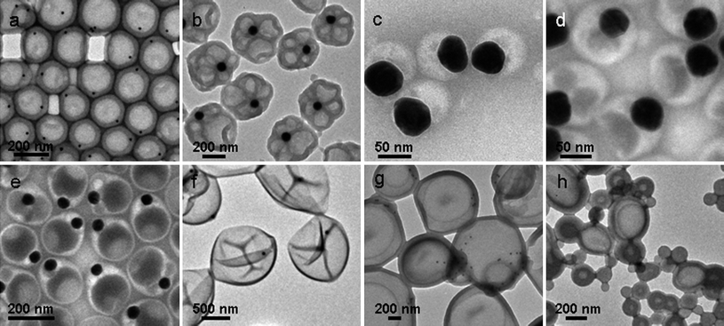 
          TEM images of (a, b) Au@vesicle NPs with embedded AuNPs of different sizes, dAu = 18 nm and 80 nm, respectively; (c, d) intermediate nanocomposites formed before those in Fig. 1c, t = 1.5 h and 2.5 h, respectively; (e) Au@vesicle NPs with thin walls formed at [thiophene] = 15 mM, [SDS] = 2.5 mM; (f) large Au@vesicle NPs formed at [thiophene] = 50 mM, [SDS] = 0.8 mM; (g) Au@vesicle NPs formed in the absence of SDS; (h) polymer vesicles formed in the absence of SDS and AuNPs.