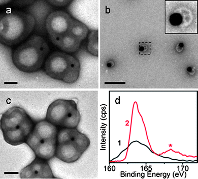 
          TEM images of (a) Au@vesicle NPs with thick walls formed after 3 growth cycles, [SDS] = 2.5 mM; (b) Au@vesicle NPs after oxidation by excess H2O2, t = 2 h; (c) sample b after purification and an additional growth cycle. Scale bars: 200 nm. (d) XPS spectra in the S2p region of (1) Au@PTh NPs and (2) Au@vesicle NPs. Asterisk indicates peak of interest.