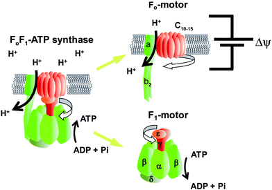 
          Fo and F1 motors of ATP synthase. Schematic images of FoF1-ATP synthase. The rotor and stator parts are shown in red and green, respectively. The subunit composition of F1 and Fo are α3β3γδε and ab2c10–15, respectively. Fo is embedded in the cell membrane and rotates the c-ring against the ab2 stator, which is driven by proton translocation down the proton electrochemical potential across the membrane. Isolated F1 acts as the ATPase, and therefore, is referred to as F1-ATPase. Hydrolysing ATP, F1 rotates the γ subunit against the α3β3-cylinder ring. In the full complex of FoF1, Fo exerts a larger torque, reverses the rotation of F1, and leads to ATP synthesis from ADP and Pi.