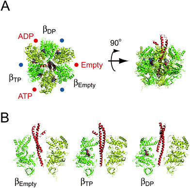 Crystal structure of the α3β3γ subcomplex of F1. The crystal structure of F1 from bovine mitochondria (PDB code; 1BMF). The α, β and γ subunits are shown in yellow, green and red, respectively. (A) The left figure is viewed from the membrane side (Fo side), and is rotated 90° in the anticlockwise direction of the black arrow (right figure). The protruding part of γ is directed toward the Fo side. The catalytic sites are located at the α–β interface, and are indicated by red circles, primarily on the β subunit. Each site carries AMP-PNP, ADP, or is empty, and is designated as βTP, βDP or βempty, respectively. The other interfaces are non-catalytic sites (blue circles), all of which are occupied with AMP-PNP. (B) Conformational states of the β subunit. Three α–β pairs with the γ subunit are shown. The α and β subunits are composed of the N-terminal domain, nucleotide-binding domain, and C-terminal domain (from bottom to top). βempty has an open conformation in which the α-helical C-terminal domain rotates upwards to open the cleft of the nucleotide-binding pocket. Both βATP and βADP have a closed conformation entrapping the nucleotide within the closed pocket.