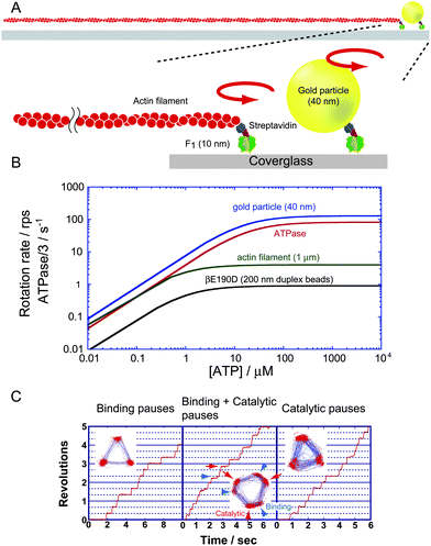 Single-molecule rotation assay of F1. (A) A schematic image of the experimental setup. The α3β3 ring is fixed on the glass surface. A rotation probe, fluorescently labelled actin filament, or a gold particle is attached to the γ subunit to visualise the rotary motion under an optical microscope. (B) Rotational velocity vs.ATP concentration. Each line represents the experimentally obtained Michaelis–Menten curve for the rotation of wild-type F1 visualised with 40-nm gold particles (blue)28 and 1-μm actin filaments,28 and for rotation of a mutant F1 (βE190D) probed with 200-nm duplex beads (black)30 whose hydrodynamic friction is comparable to that of the 1-μm actin filament. ATPase turnover rates determined in solution measurement that were corrected to equal the rotational rate by dividing by 3, are also shown (red).28 To suppress the effect of the ADP-inhibited form, the solution contained lauryldimethylamine oxide, which relieves ADP inhibition. (C) Time courses of rotation and the trajectory of the centroid of the probe (insets). The left panel represents the rotation of the wild-type F1 under ATP-limiting conditions (60 nM ATP). The middle panel shows the rotation of the mutant F1-ATPase F1 (βE190D), around the KM region (2 μM ATP). The 120° step splits into 0 and 80° substeps, each intervened with a binding dwell and catalytic dwell, respectively. Arrowheads (blue) and arrows (red) indicate the positions of ATP binding and catalytic dwell, respectively. The right panel shows the rotation of F1 (βE190D) at saturating ATP (2 mM). Rotation is paused at catalytic dwell.