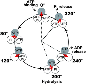 Mechanochemical coupling scheme of F1. Each circle represents the chemical state of the catalytic sites on the β subunit. 0° is defined as the ATP-binding angle for the catalytic site represented as the gray circle. At 200°, the catalytic site hydrolyses ATP into ADP and Pi, which are released at 240 and 320°, respectively. Other catalytic sites also obey the same reaction scheme, and the reaction phase is different from the gray one by ±120°. Another model for Pi release is also proposed (see text). At ATP-saturating conditions, the catalytic site of 320° state can bind to ATP, and thus the occupancy of catalytic sites with nucleotide reaches 3.