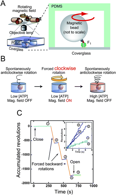 
          ATP synthesis upon reverse rotation of F1. (A) Schematic drawing of experimental setup. (B) Experimental procedure of ATP synthesis. Active single F1 is enclosed in a micron-sized reaction chamber (left). A magnetic bead attached to the γ subunit is forcibly rotated by magnetic tweezers (centre). Newly synthesised ATP is accumulated in the chamber. The number of synthesised ATP molecules is determined from the increments in the ATP-driven rotational speed of released F1 (right). (C) Time courses of the ATP synthesis experiment. A typical data set is shown. After entrapping, the rotational velocity under the initial condition was recorded (1), and then a rotating magnetic field was applied. After forcible rotation, F1 was released to record the velocity (2). This procedure was repeated (3, 4), and was terminated by opening the chamber to confirm that F1 resumed its original velocity (5). Insets show the closed-up time course of spontaneous rotation. Velocity increment shows the ATP synthesis during forced backward rotation (orange lines).