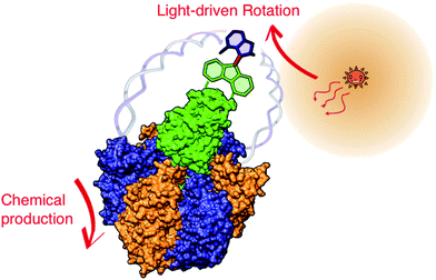 Light-driven ATP synthesis by combination of light-driven artificial motor and F1-ATPase. Schematic image of the artificial hybrid system composed of two different motors: synthetic light-driven motor and F1-ATPase. Rotor parts are directly linked, and stator parts are connected via a flexible joint (DNA strand). The chemical structure of the synthetic motor does not show the reality. The expectation is that the light-driven motor functions similarly as Fo in ATP synthase to reverse F1 and induce ATP synthesis.