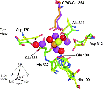 
            Photosystem II
            Water Oxidizing Complex (PSII-WOC) – best match of surrounding protein: Superimposition whilst best matching the protein framework, of the London4 and Berlin5 single-crystal X-ray structures of the core Mn4Ca cluster in the PSII-WOC. This view looks perpendicularly down from the Ca ion (yellow or orange atom) to the plane of the three core Mn ions (red or purple atoms). The yellow atom is the Ca ion and the purple atoms are the Mn ions as they appear in the London structure.4 The orange atom is the Ca ion and the red atoms are the Mn ions as they appear in the Berlin structure.5 The inset displays a side view of the CaMn3O4 core showing the cubane structural motif of the cluster according to ref. 4. (Upper image reproduced with permission from ref. 5, Copyright 2005 Macmillan Publishers Ltd, Nature Publishing Group).