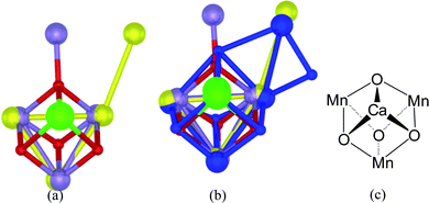 
            Photosystem II
            Water Oxidizing Complex (PSII-WOC) – Best match of the core structure: (a) superimposition of the London4 and Berlin5 single-crystal X-ray structures of the core CaMn4 cluster in the PSII-WOC without regard for the surrounding protein. This view looks perpendicularly down from the Ca ion (green atom) to the plane of the three core Mn ions (yellow or purple atoms). The purple atoms are the Mn ions as they appear in the London structure in ref. 4. The yellow atoms are the Mn ions as they appear in the Berlin structure in ref. 5. The red atoms are bridging oxygens as they appear in ref. 4. As can be seen, the core CaMn3 clusters are spatially virtually identical, with the fourth, outlying Mn ion in substantially different locations. (b) Superimposition of the recent, 1.9 Å resolution Osaka single-crystal X-ray structure6 (blue atoms) upon the structures in (a) above. As can be seen, the cubical core CaMn3 clusters in all three of the London,4Berlin5 and Osaka6 structures are spatially essentially identical. An additional bridging O atom connecting the outlying, fourth Mn ion is present in the Osaka structure. (c) The cubane structural motif of the core of the PSII-WOC.