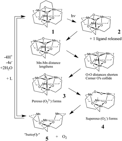 Simulation of O2 formation and release by 1 under illumination (λ = 350 nm) in the gas phase, according to Dismukes and colleagues,15 and later confirmed in DFT calculations by Musaev and co-workers.17Cluster charges have been excluded for clarity.