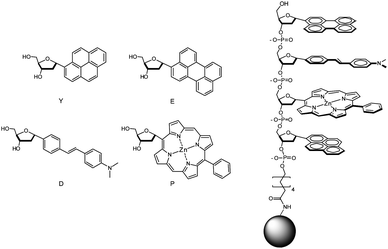 Structures of fluorescent monomers and sensors in this study. Monomer nucleosides are shown with their one-letter abbreviations. Sensors are tetramers (sequence S13 (5′-EDPY-3′) is shown as an example) covalently attached by an amide linkage to PEG-PS beads.