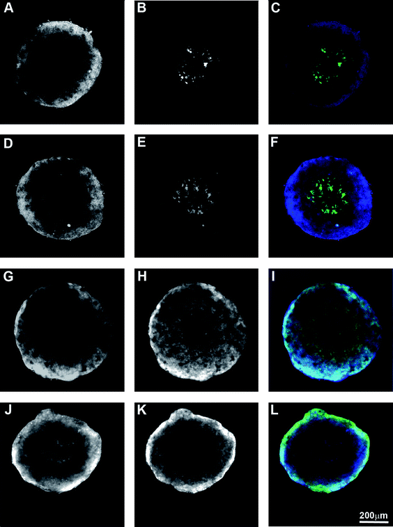 
            Localization of fluorescent ligands in 3-dimensional culture of DLD-1 cells expressing HRE-EosFP. Single confocal images of the centre of the spheroid are shown. A. AQ2CH. B. HRE-EosFP. C. Merge of A (blue) and B (green). D. [Co(AQ2C)2(cyclam)]Cl, E. HRE-EosFP, F. Merge of D (blue) and E (green). G. C343H. H. Green fluorescence from C343H. I. Merge of G (blue) and H (green). J. [Co(C343)2(cyclam)]Cl, K. Green fluorescence from C343H, L. Merge of J (blue) and K (green). Scale bar 200 μm.