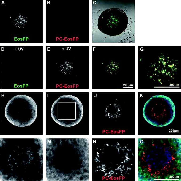 Identification of cells in hypoxic areas after green to red photo-conversion of HRE-Eos within spheroids. DLD-1 cells expressing HRE-Eos were grown as spheroids and imaged viaconfocal microscopy using standard A. FITC and B. Texas Red parameters. C. Merge of A and a brightfield image of the spheroid. After exposure to UV light, the same spheroid was imaged with standard D. FITC and E. Texas Red parameters to show photo-conversion. F. Merge of images A (green) and E (red). Spheroids treated with [Co(C343)2(cyclam)]Cl and exposed to UV light were imaged with standard H. UV, I. FITC and J. Texas Red parameters. The region marked in I is magnified in K–O. Scale bar 200 μm.