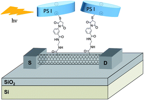 Schematic representation of the SWNT-PS I optoelectronic device. Upon illumination, an increase in the electrical response of the device corresponding to the absorption of the protein was observed.