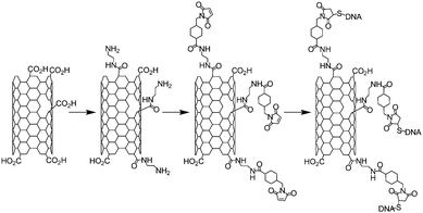 Synthetic reaction pathway for the elaboration of SWNT-DNA hybrids via the 1,4-Michael addition of thiol on maleimide.