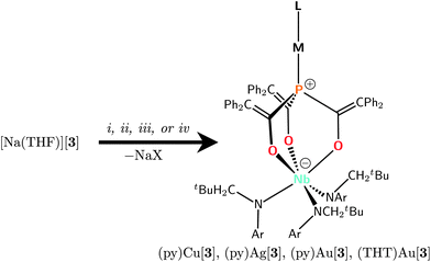 Conditions for installing group 11 d10 metal ions into the binding pocket: i, CuCl, toluene/pyridine, 60°, 1 h, 80%; ii, AgOTf, pentane/pyridine, frozen →25°, 2 min, 86%; iii, Au(THT)Br, THF/pyridine, frozen →25°, 3 h, 85%; iv, Au(THT)Br, THF, frozen →25°, 3 h, 55%.