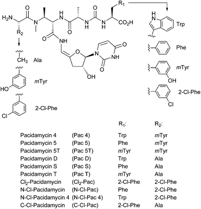 Structures of pacidamycins discussed in text.