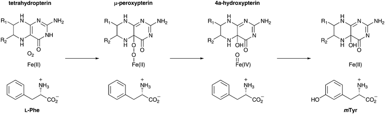 Hypothetical reaction mechanism of PhhA.