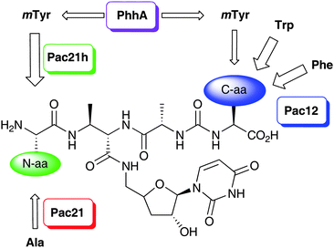 Origins of the structural diversity of pacidamycins.