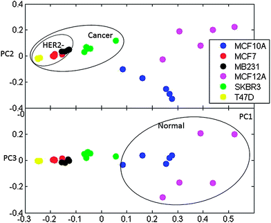 Principal components PC1 vs. PC2 and PC1 vs. PC3 for PCA analysis of GSD peak values for spectra. The separation of normal and cancer as well as IDC and HER− cell types is outlined.