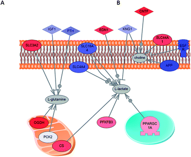 Direct connection network between gene expression and metabolites over-concentrated in cancer cells. Genes that are directly involved in the transport of l-glutamine and choline (SLC3A2 and SCL44A1) are over-expressed. l-Lactate is clearly not imported into cells (transporters are under-expressed in this case) but is produced as part of the cancer glycolysis pathway or from l-glutamine (with over-expression of related enzymes: OGDH and CS). In the figure genes under-expressed in cancers are shown in blue and in red are genes that are over-expressed in cancers.