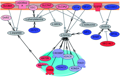 Direct connection network between metabolites over-concentrated in ER+ relative to ER− cells. In the figure the genes that are over-expressed in ER+ cells are shown in blue and presented in red are genes that are over-expressed in ER− cells. Gene SLC44A1, involved in transport of choline, is over-expressed in ER+ cells.