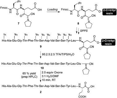 Synthesis of GLP-1 (7–21) α-ketoacid.