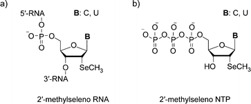 a) The chemical structure of 2′-methylseleno RNA, b) the chemical structure of the synthesized 2′-methylseleno–CTP and 2′-methylseleno–UTP.