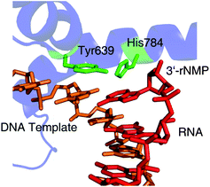 The location of Tyr639 and His784 as seen in the crystal structure of a transcribing T7 RNA polymerase (PDB 1MSW). The DNA template is shown in orange, RNA transcript in red, interesting amino acid residues in green and the RNA polymerase in blue.