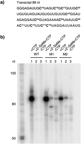 The enzymatic incorporation of 2′-SeCH3–CMP into RNA. a) The sequence of the RNA transcript (89 nt). Positions where CMP or 2′-SeCH3–CMP were incorporated into RNA are highlighted. b) The PAGE analysis of the transcription reactions comparing T7 RNA polymerase wild-type (WT) with mutant M1 and mutant M2 after 2 h of incubation at 37 °C. In each set, lane 1 shows the reaction with all four NTPs, lane 2 shows the reaction where CTP was replaced by 2′-SeCH3–CTP and lane 3 shows the control reaction without CTP but with ATP, GTP and UTP.