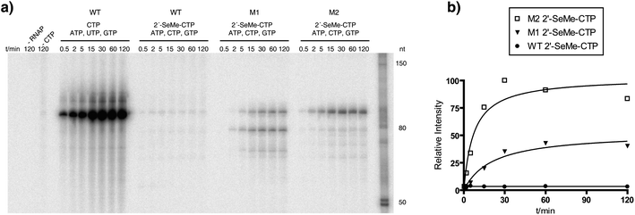 A time-course experiment for the incorporation of 2′-SeCH3–CMP into RNA. a) PAGE analysis of the transcription reactions using T7 RNA polymerase wild-type (WT), mutant M1 and mutant M2. Aliquots of the reaction mixtures were withdrawn at the corresponding time points and quenched with an equal volume of stop solution containing 50 mM EDTA. Control reactions were done with no polymerase ( −RNAP) and with no CTP but with ATP, GTP and UTP (−CTP). b) Quantification of the time-course experiment for the formation of RNA in the presence of 2′-SeCH3–CTP.