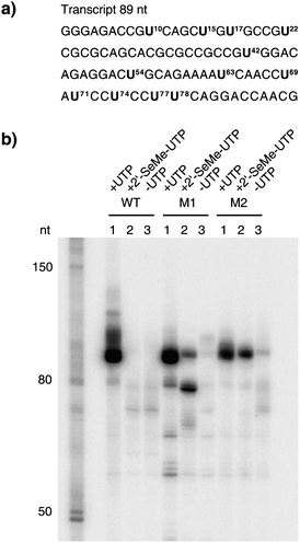 The enzymatic incorporation of 2′-SeCH3–UMP into RNA. a) The sequence of the RNA transcript (89 nt). Positions where UMP or 2′-SeCH3–UMP were incorporated into RNA are highlighted. b) PAGE analysis of the transcription reactions, comparing T7 RNA polymerase wild-type (WT) with mutant M1 and mutant M2 after 2 h of incubation at 37 °C. In each set, lane 1 shows the reaction with all four NTPs, lane 2 shows the reaction where UTP was replaced by 2′-SeCH3–UTP and lane 3 shows the control reaction without UTP but with ATP, GTP and CTP.