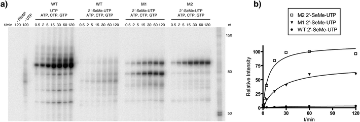 A time-course experiment for the incorporation of 2′-SeCH3–UMP into RNA. a) PAGE analysis of the transcription reactions using T7 RNA polymerase wild-type (WT), mutant M1 and mutant M2. Aliquots of the reaction mixtures were withdrawn at the corresponding time points and quenched with an equal volume of stop solution containing 50 mM EDTA. Control reactions were done with no polymerase (−RNAP) and with no UTP but with ATP, GTP and CTP (−UTP). b) Quantification of the time-course experiment for the formation of RNA in the presence of 2′-SeCH3–UTP.