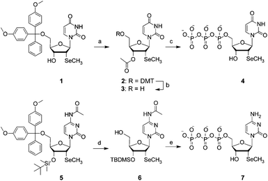 The synthesis of 2′-methylseleno uridine triphosphate 4 and 2′-methylseleno cytidine triphosphate 7. Reaction conditions: (a) 33 equiv. acetic anhydride in pyridine at room temperature for 10 h, 69%; (b) 1.2% CF3COOH in CH2Cl2 at room temperature for 15 min, 72%; (c) (i): 1.3 equiv. 2-chloro-4H-1,2,3-benzodioxaphosphorin-4-one, in dioxane/pyridine, room temperature, 10 min, (ii): 1.6 equiv. (HNBu3)2H2P2O7 in DMF and NBu3 at room temperature for 10 min, (iii): 1.2 equiv. I2 in pyridine/H2O at room temperature for 15 min, (iv): 5% (v/v) aqueous NaHSO3 solution, room temperature, 5 min, (v): 28% NH4OH solution at room temperature for 1 h, 42%; (d) 3% Cl2HCOOH in ClCH2CH2Cl at room temperature for 15 min, 81%; (e) (i): 1.3 equiv 2-chloro-4H-1,2,3-benzodioxaphosphorin-4-one in dioxane/pyridine at room temperature for 10 min, (ii): 1.6 equiv (HNBu3)2H2P2O7 in DMF and NBu3 at room temperature for 10 min, (iii): 1.2 equiv I2 in pyridine/H2O at room temperature for 15 min, (iv): 5% (v/v) aqueous NaHSO3 solution at room temperature for 5 min, (v): 28% NH4OH solution at room temperature for 1 h, 21%.