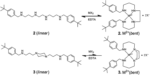 Conformational changes in the molecular structures of guest molecules 2 and 3 in the absence and presence of suitable metal ions (M2+).
