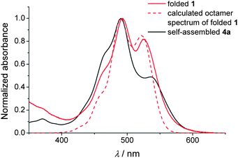 Comparison of the optical properties of the folded PBI 1 in a dilute methylcyclohexane solution (red line) and self-assembled perylene bisimide 4a in methylcyclohexane at a concentration of 2 × 10−3 M (black line).20 The red dashed line represents a calculated spectrum based on the multiconfiguration time-dependent Hartree method and Hamiltonians as reported in ref. 23. The geometric specifications (θ = 50°, dππ = 3.4 Å) as indicated in Fig. 1 were used for the calculations.