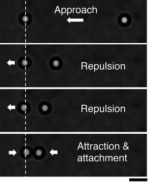 Snapshots for the direct measurement of the interaction force between two spherical particles using time-shared optical traps. The left particle is held by a stationary trap while the right particle approaches stepwise by translating its trap. The vertical line indicates the equilibrium position of the particle in the stationary trap. The scale bar is 5 μm.