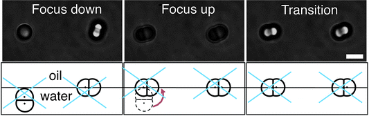 Transition method for the doublet particles using optical tweezers (see the text). A movie is available in the Supplementary Information. The scale bar is 5 μm.