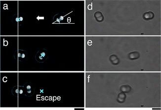 Snapshots of the force measurements using active (a–c) and passive methods (d–f). The movies of both methods can be viewed in the Supplementary Information. The scale bar is 5 μm.