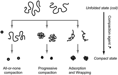 Schematic representation of the 3 principal modes of in vitro unimolecular DNA compaction.