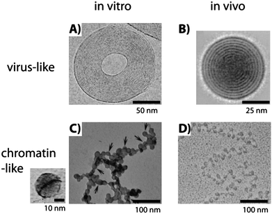 Comparison of in vitro and in vivo structures of compacted DNA observed by transmission electron microscopy. (A) Cryoelectron image of a toroidal λ DNA condensate in the presence of Co(NH3)63+. The plane of the toroid is parallel to the image and the fringes represent DNA strands (obtained from ref. 48, copyright 2001 National Academy of Sciences, USA). (B) Average of 77 cryoelectron images of T7 bacteriophage heads from the complete tail-deletion mutant where DNA is compacted in a spool conformation perpendicular to the image plane and 2.5 nm spaced fringes of densely packed DNA are clearly visible (obtained with permission from ref. 53, copyright 1997, Elsevier). (C) T4 DNA compacted in the presence of poly(l-lysine)-covered silica nanoparticles 15 ± 4 nm in diameter at a concentration of 5 × 10−4 wt%. Detail of DNA, dark line, wrapped around a single particle is shown on the left (obtained from ref. 14, copyright 2007, American Chemical Society). (D) Freeze-dried image of a chromatin fiber extracted from rat liver (obtained from ref. 54, © F. Thoma et al., 1979. Originally published in J. CellBiol., 83, 403–427.). Nucleosomes appear as dark circles linked by DNA lines.